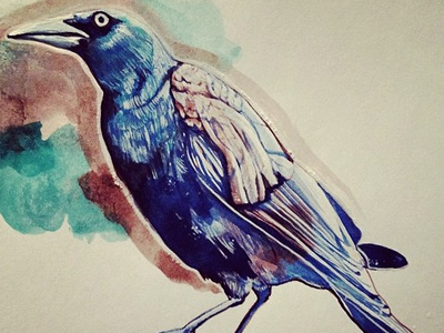 Grackle austin grackle hand painted illustration ink