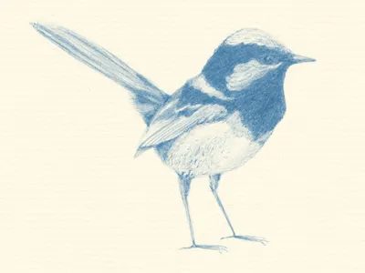 Blue Wren bluebird drawing logo wren