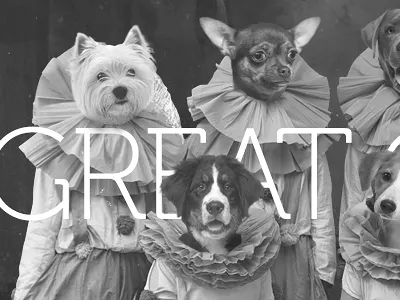 Christmas greetings card card christmas dogs