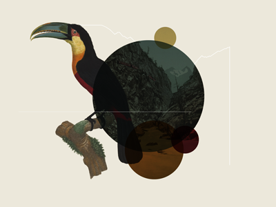 Toucan