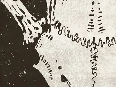 Suture animal antler bone death deer skeletal skeleton skull suture