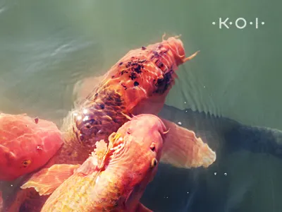 koi brand fish koi logo photography post processing typography