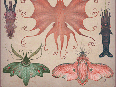 CEPHALOPODOPTERA tab V cephalopodoptera cephalopods creatures gif insects