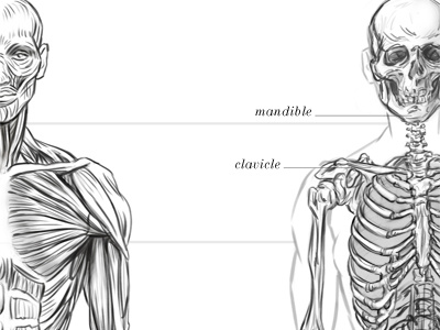 Female anterior écorché