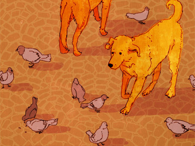 Municipal Dogs dogs istanbul pets pigeons turkey