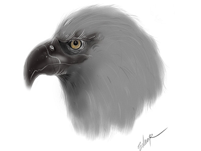 Eagle. animal animals bird digital eagle eduardo quesada suñer zoo