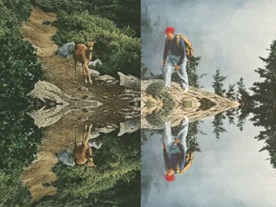 Lakeside explore the forest