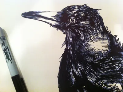 Magpie drawing illustration line drawing pen pen sketch sketch