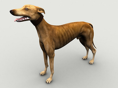 Greyhound 3d 3ds animal character dog greyhound max