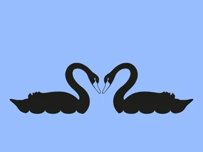 Black Swan Couple animal animals bird black swan couple daily pictogram elegant heart icon love pictogram romance swan swimming tumblr water