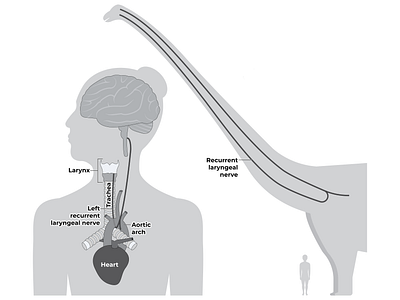 Nerve illustration