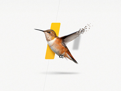 Humming bird for Navitrio.com bird brand deiner dray dynamic erik fly gold humming bird hypera ilan inkod navitrio pixels shadow skeuomorph