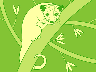 Ringtail Possum