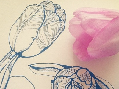 The tulip. Sketch. floral graphics marushabelle sketch