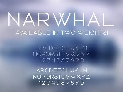Narwhal Typeface bold display face narwhal regular san serif