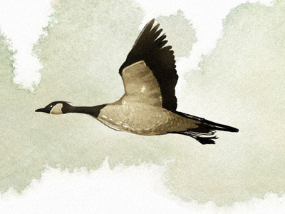 Changing Direction "detail" geese illustration