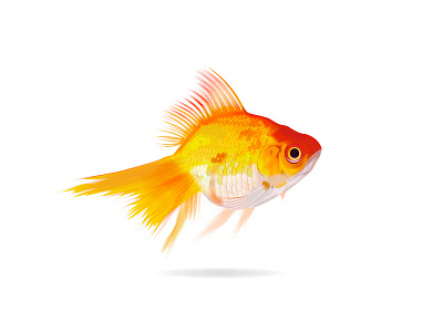 Goldfish illustration