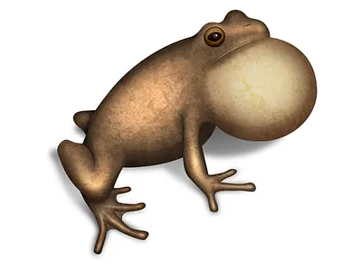 Spring Peeper frog peeper spring