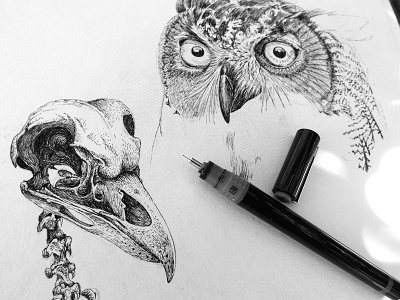 Sketchbook - study of an owl crosshatch drawing etching fineliner illustration ink owl pencil skeleton study vintage