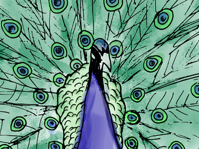 Peacock bird blue book green peacock photoshop