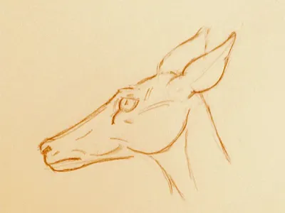 Deer animal drawing sketch