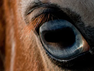 Horse Eye abstract photography