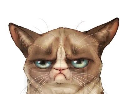 Tard By E A S Y D5r9ic2 cats grumpycat tard