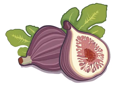 illustration digital illustration fruit illustration paint
