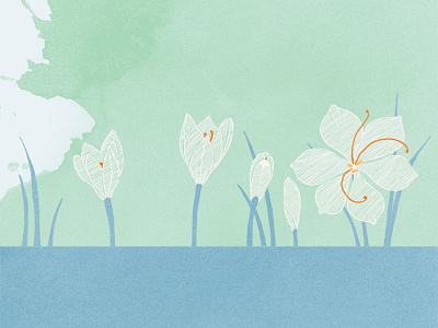 Crocus flowers illustration web design