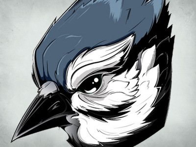 Blue Jay bird blue blue jay design graphic illustration illustrator jay vector