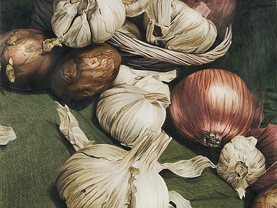 Color Pencil Garlic color drawing food garlic illustration life pencils still