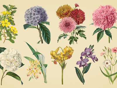 vintage-color-illustrations-of-flowers-by-graphic-goods-03-.jpg