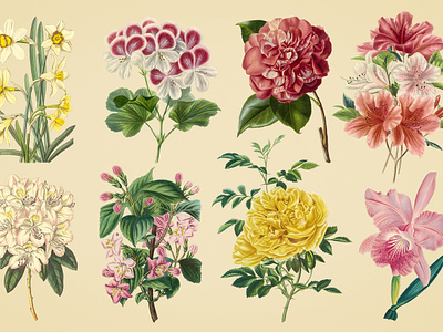 vintage-color-illustrations-of-flowers-by-graphic-goods-07-.jpg