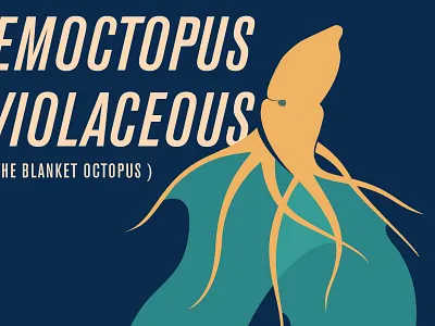 Tremoctopus violaceous - a work in progress animal illustration infographic octopus water