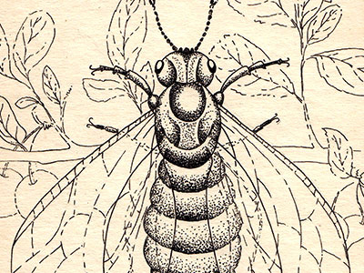 Sawfly.Cherry. bug cherry illustration ink sawflu