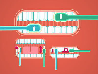 Teeth brushing illustration infographics instruction teeth