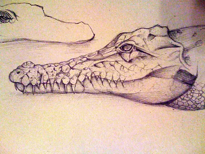 Sketch Caiman caiman design old pen sketch vintage