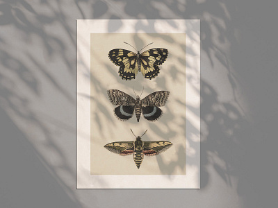 butterflies-and-moths-vintage-illustrations-by-graphic-goods-02-.jpg