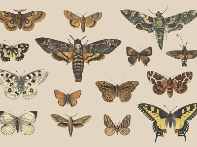 butterflies-and-moths-vintage-illustrations-by-graphic-goods-04-.jpg