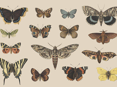 butterflies-and-moths-vintage-illustrations-by-graphic-goods-06-.jpg