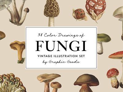 Fungi - Vintage Illustrations