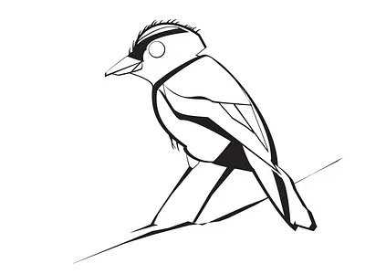 Blue Jay Phase 1 bird blue jay contour draft illustration outline work in progress