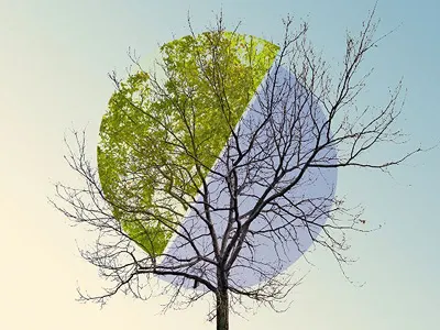 What Do You Foster - 2013 change foster personal seasons tree