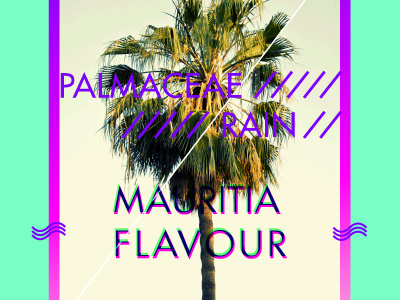 Palmaceae delight colours fresh graphics neon