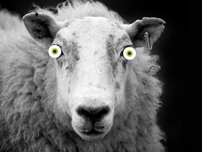 Flat Ewe Eye ewe eye flat ui