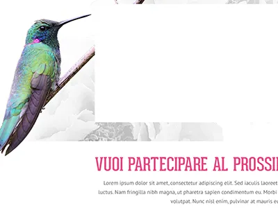 creative market website bird box colibri font type one page pattern roses scroll