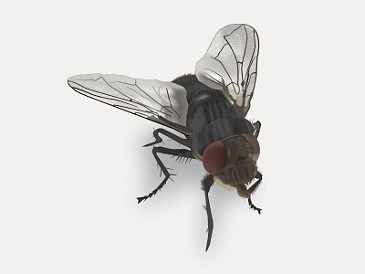 Fly illustration vector