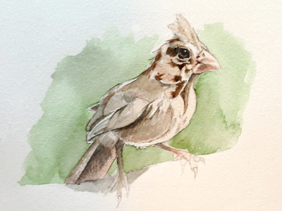 Study: Cardinal bird illustration study