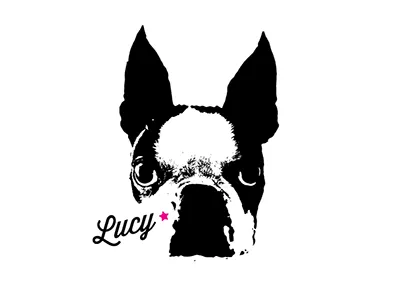 Bad Ass Boston Terrier boston terrier dog lucy vector