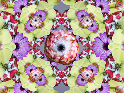 Eyeplant Mandala collage eye plant flowers mandala photography